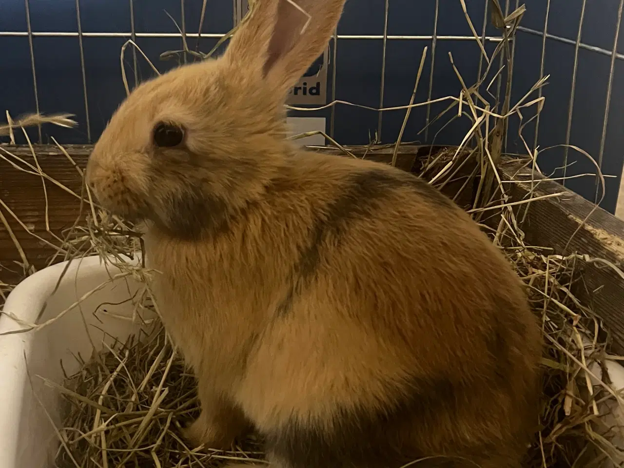 Billede 2 - Blandingskaniner af Fransk Vædder/Løvehoved 