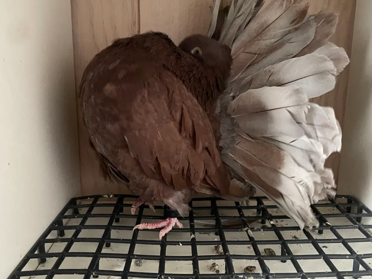 Billede 3 - Duer søger nyt hjem