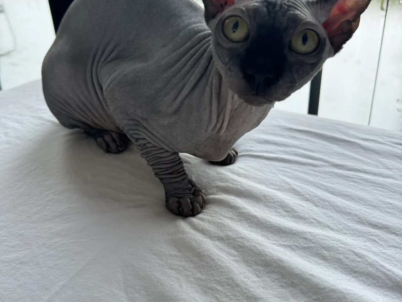 Billede 9 - Sphynx kat søger nyt hjem