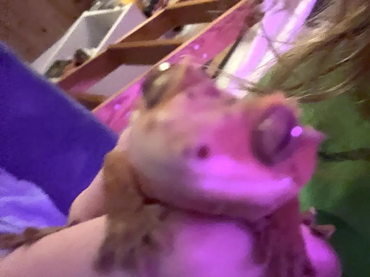 Billede 5 - Sød kronegekko han