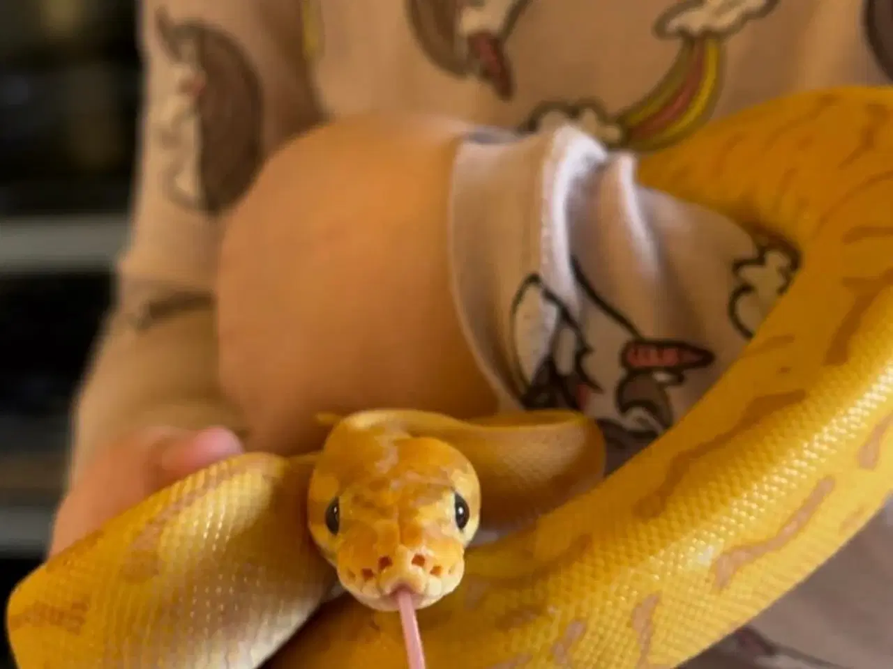 Billede 4 - Leopard Pinstripe Banan HET Pied