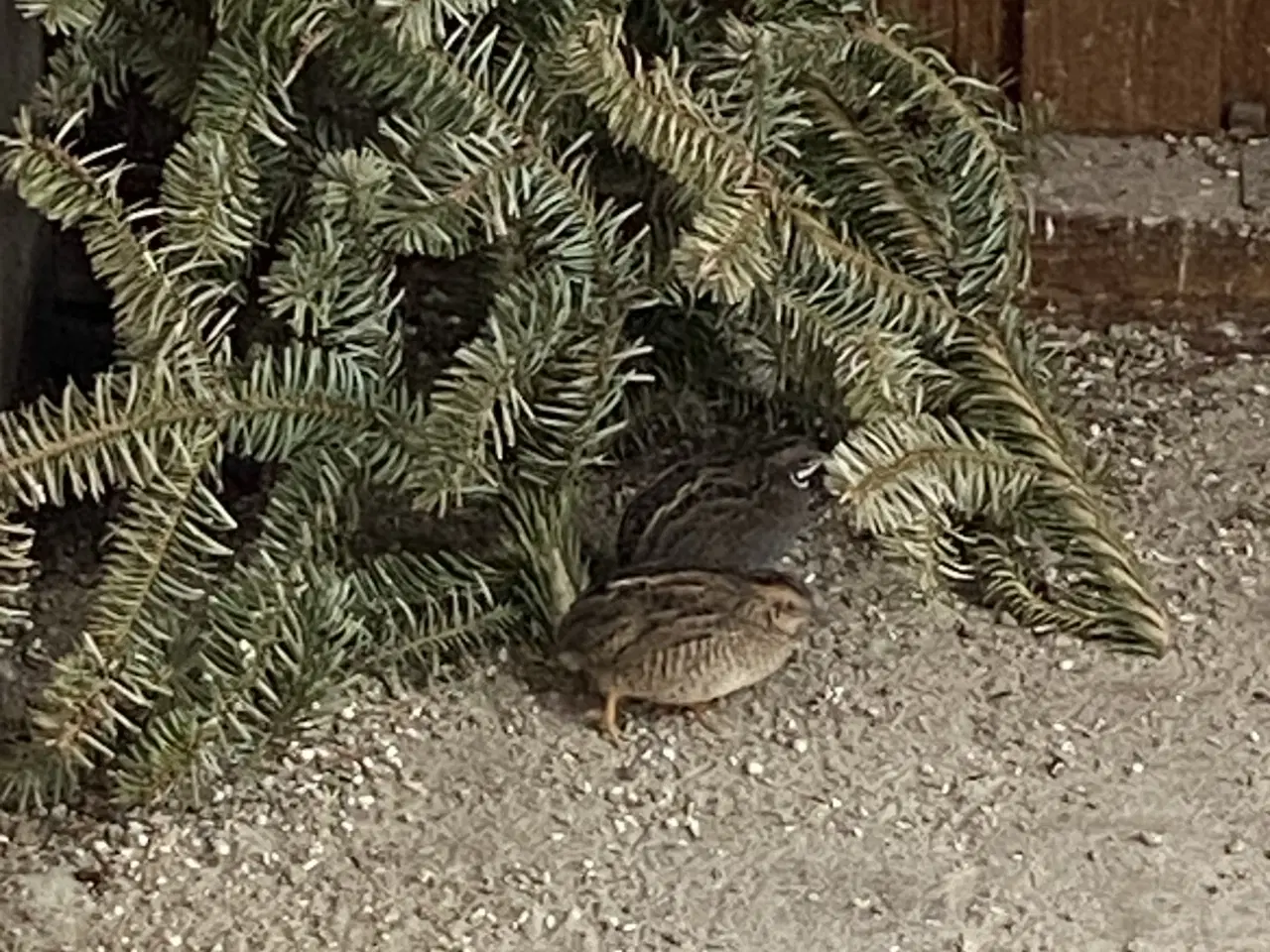 Billede 2 - Dværg vagtler