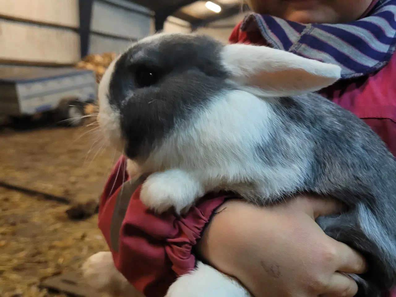 Billede 4 - 2 søde, tamme hankaniner