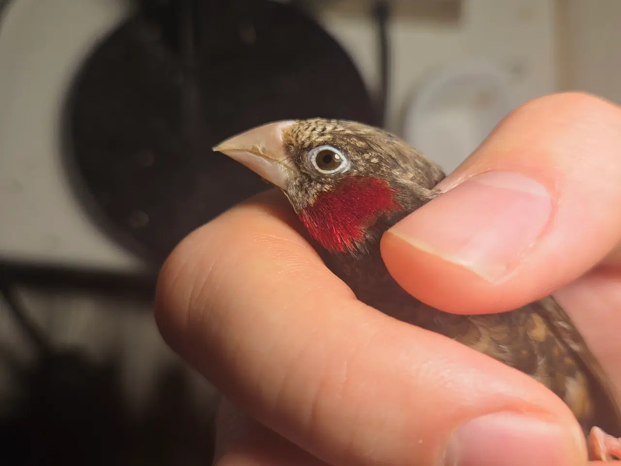 Billede 6 - Finker sælges 