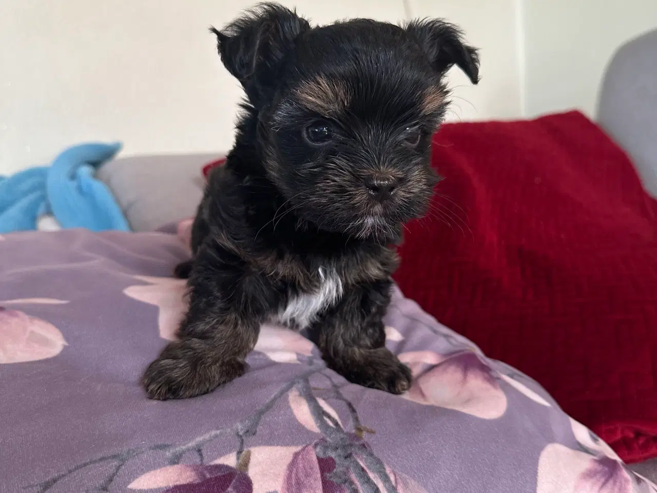 Billede 16 - Yorkshire terrier mini 