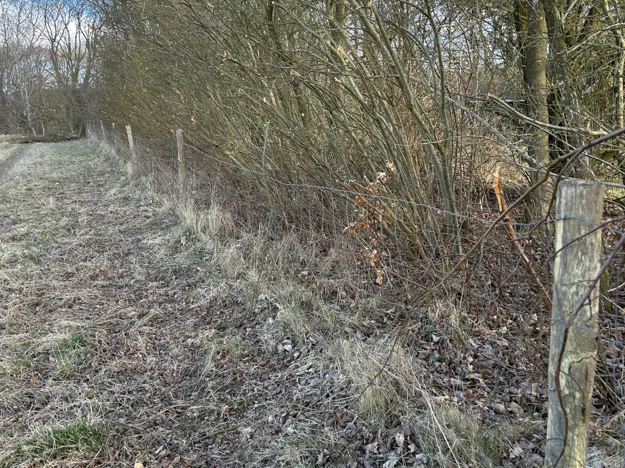 Billede 3 - Gratis hegn ved hurtig afhentning