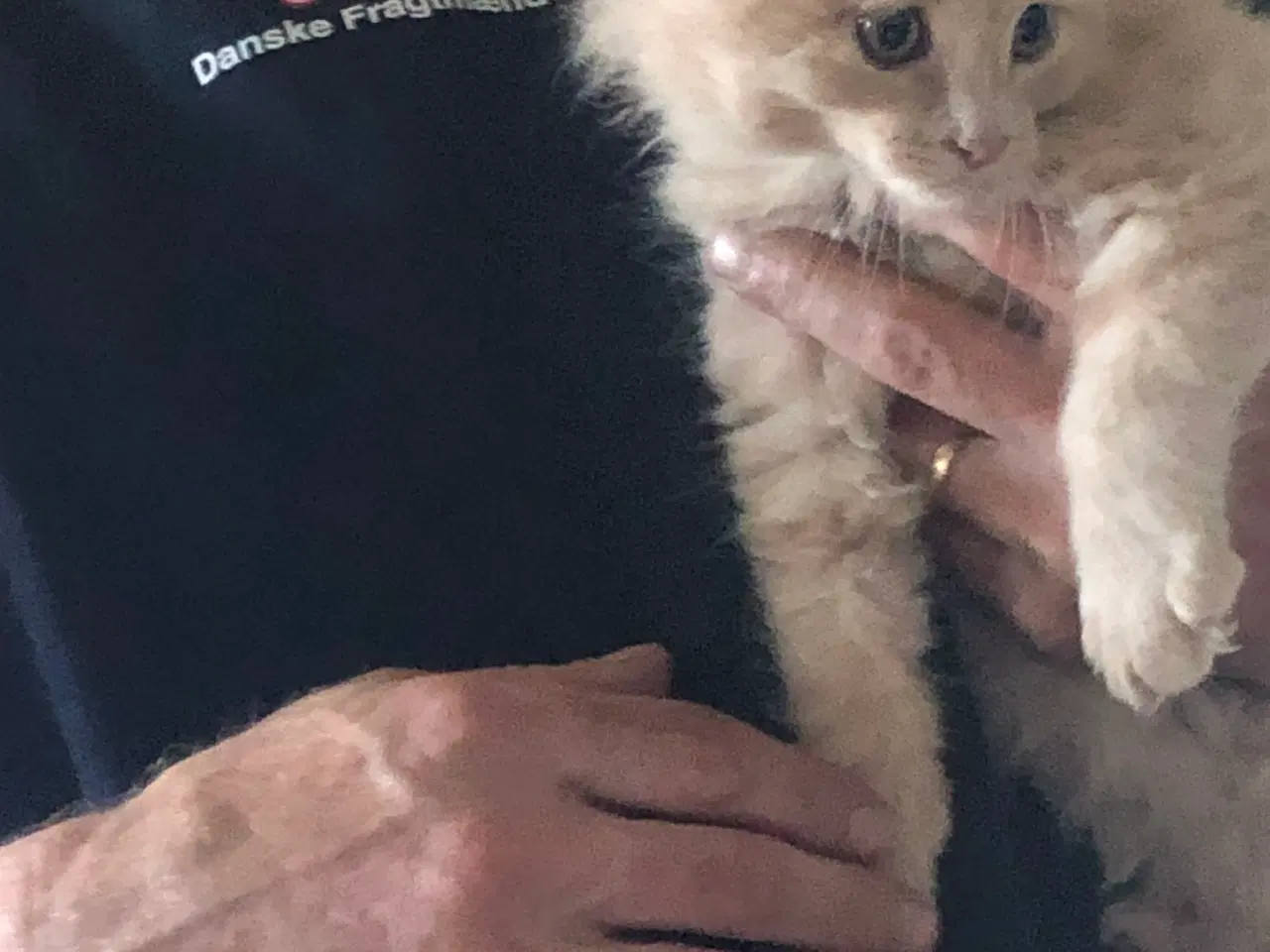 Billede 10 - Maine coon killing unden travle