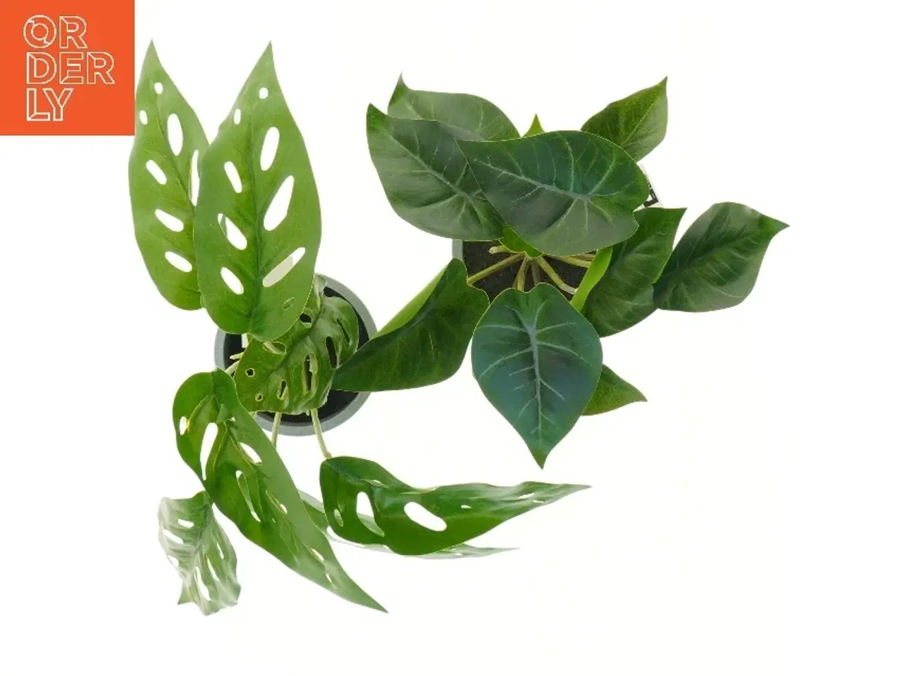 Billede 2 - Dekorative planter i grå potter fra Monstrea (str. 25 cm)