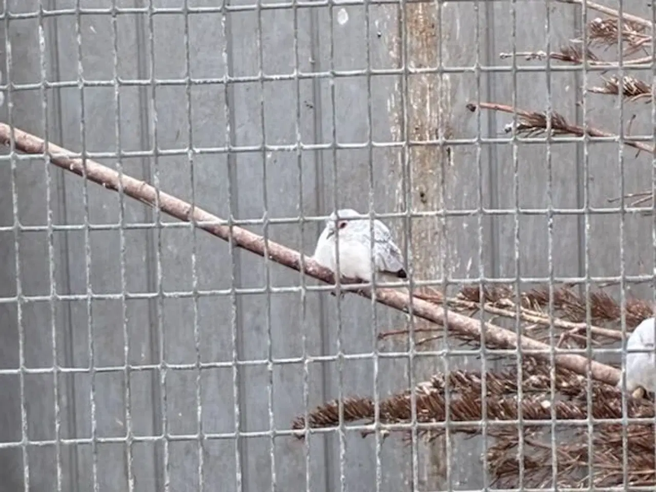 Billede 4 - Diamant duer i ude voliere