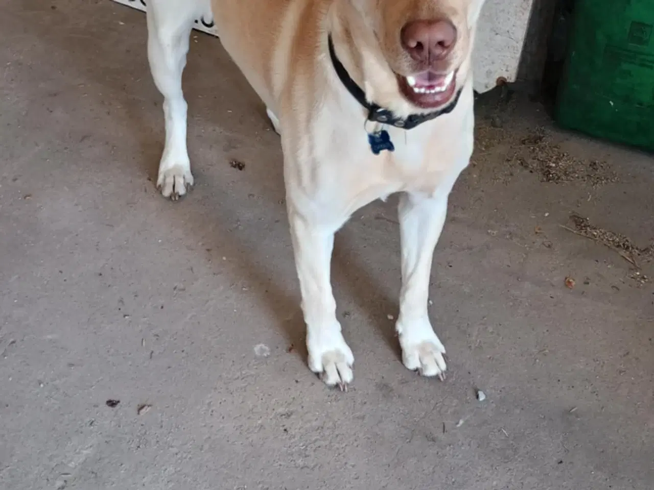 Billede 5 - Golden/ labrador 