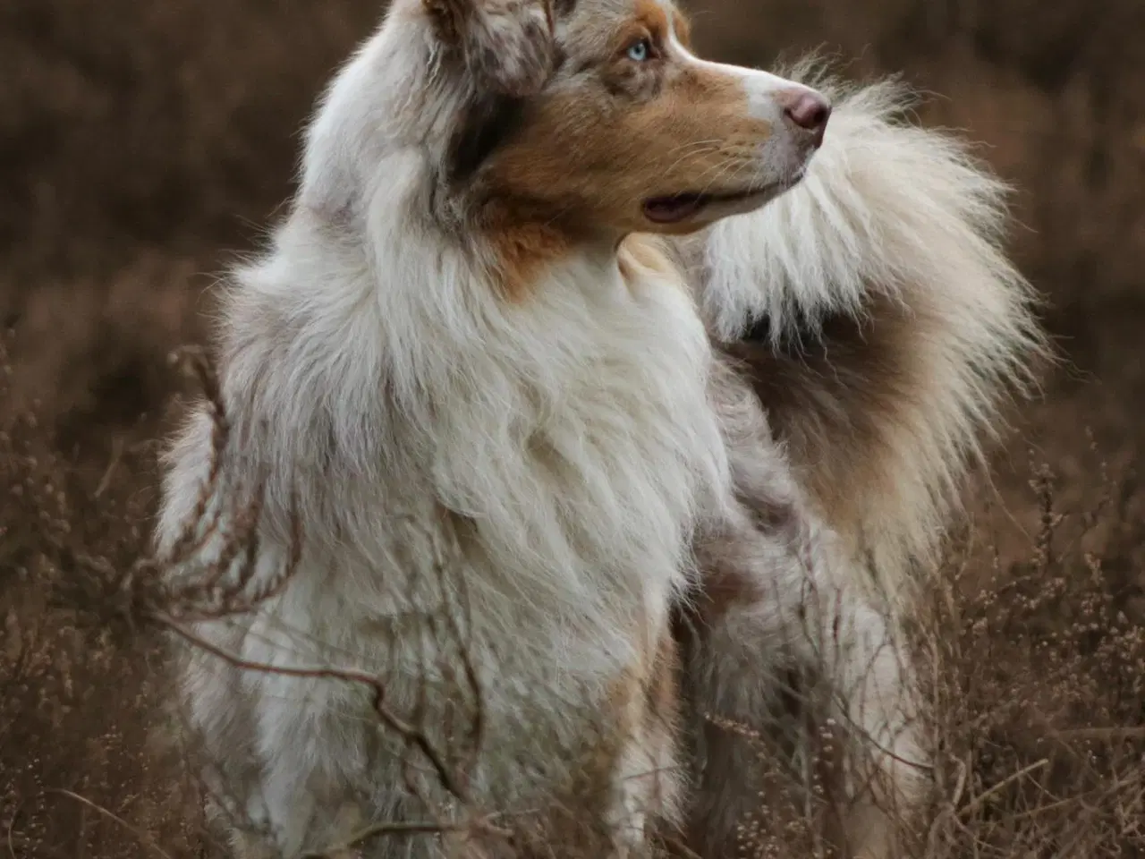 Billede 13 - Golden retriever/ Australian Shepherd hvalpe