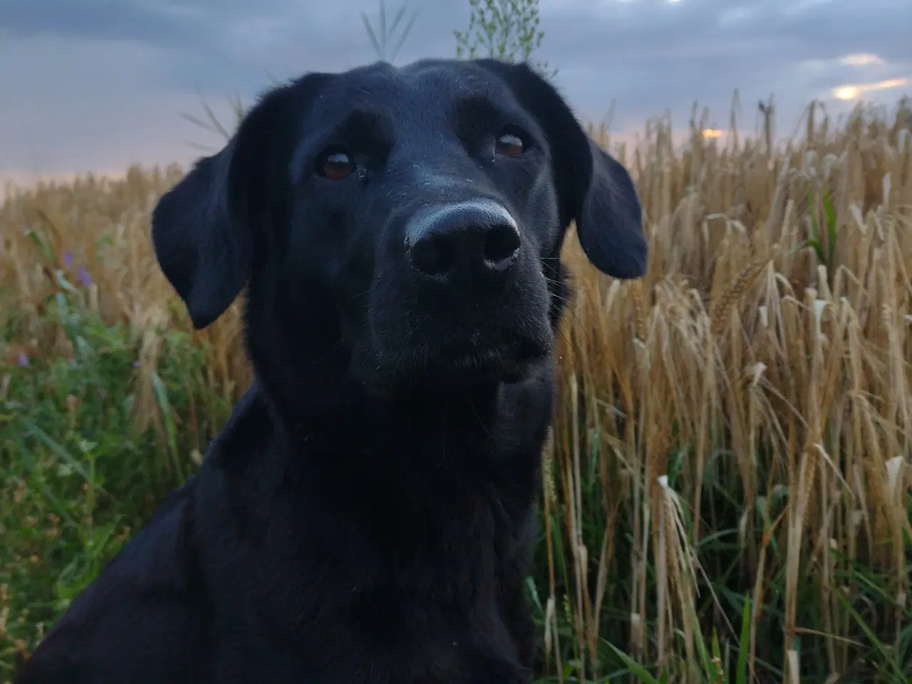 Billede 12 - SOLGT! Han F1 labrador hvalp