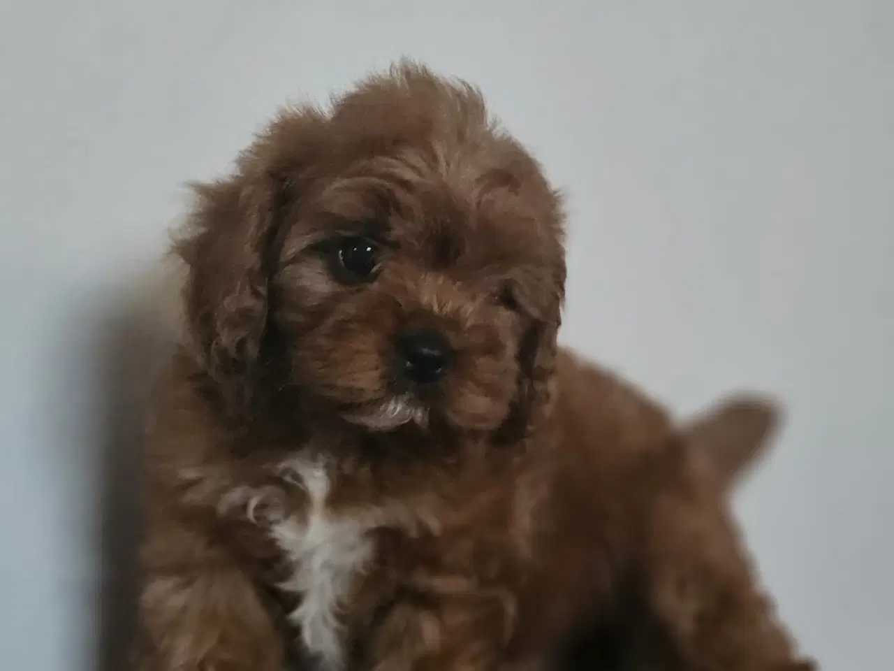 Billede 3 - Julehvalpe Cavapoo 