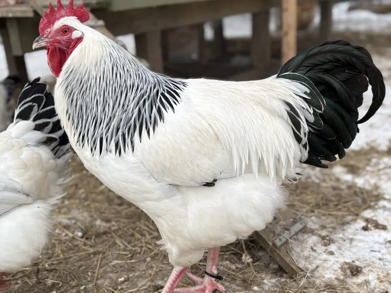 Billede 2 - Daggamle sussex kyllinger