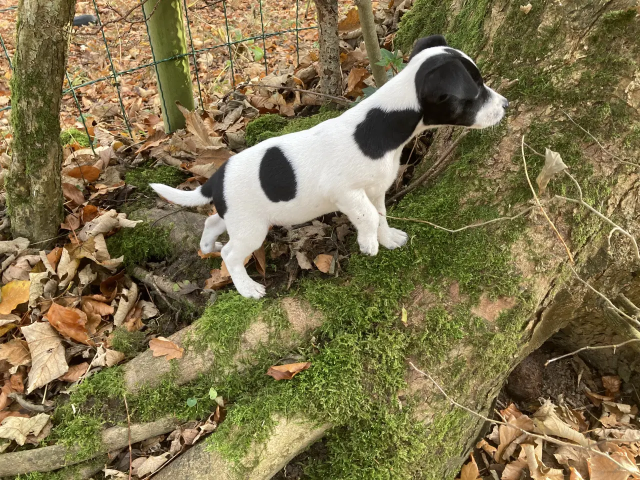 Billede 10 - Jack Russel hvalpe 