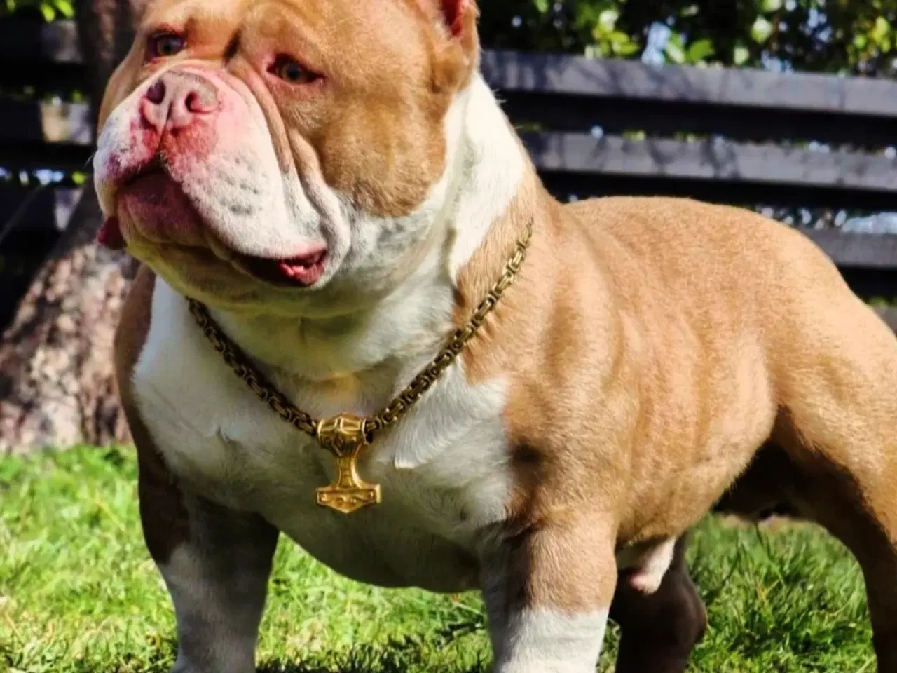 Billede 5 - American bully hvalp