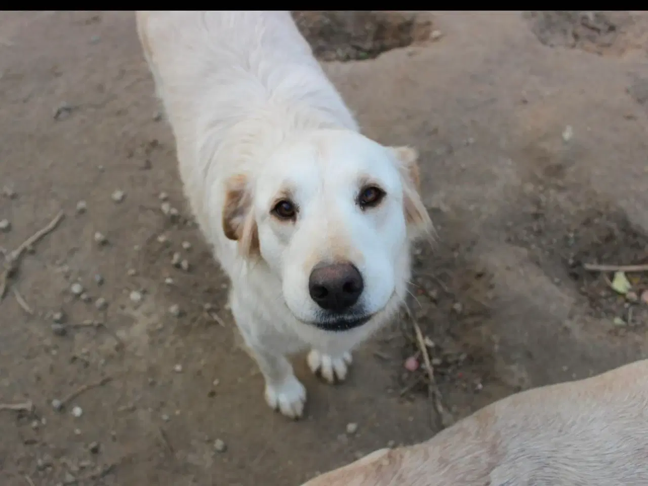 Billede 1 - Dejlige Zaki søger familie 
