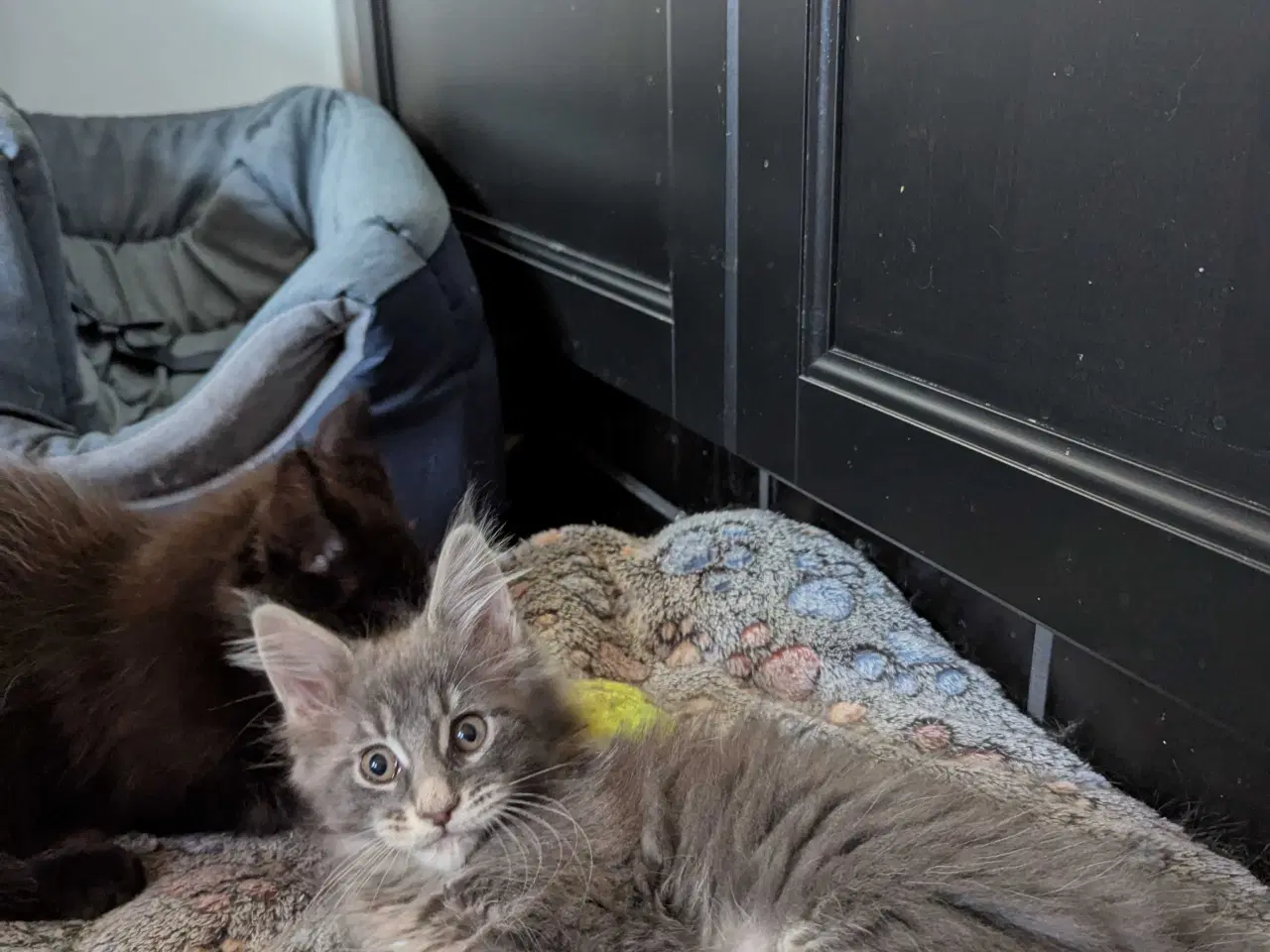 Billede 7 - Maine coon killinger med stambøger 