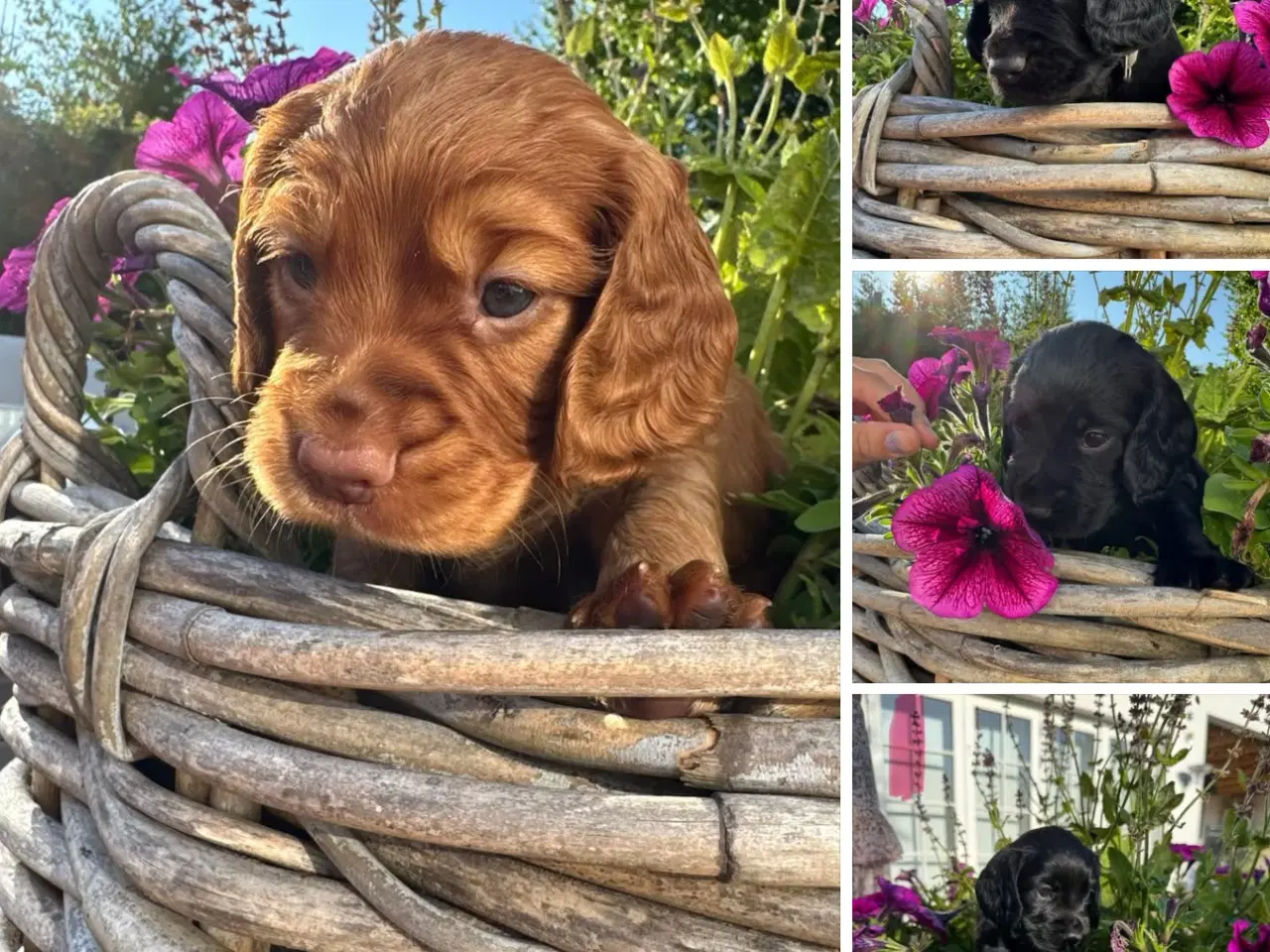 Billede 1 - Ft Cocker spaniel