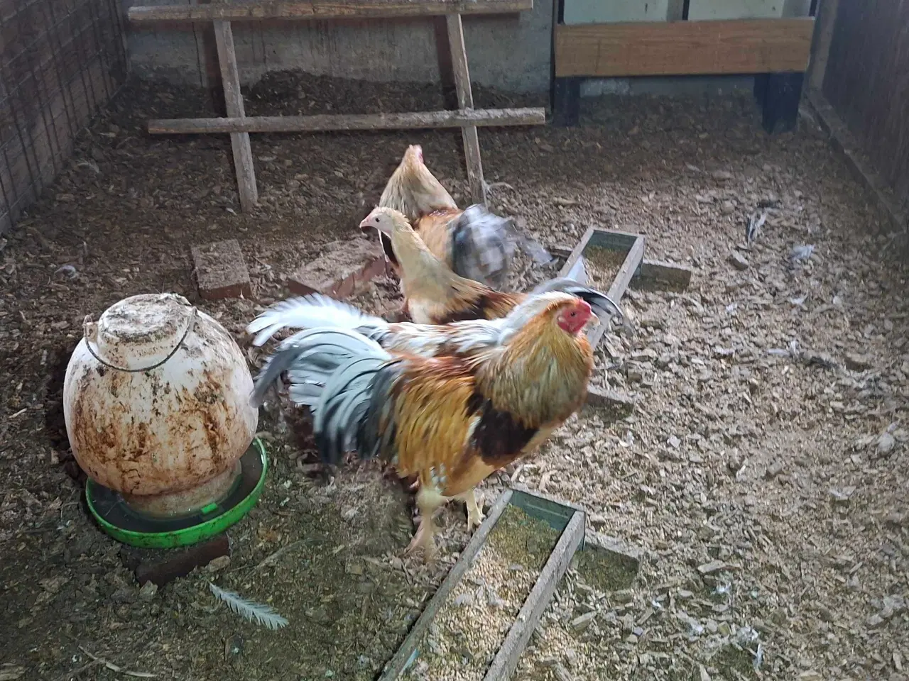 Billede 3 - Dværghane