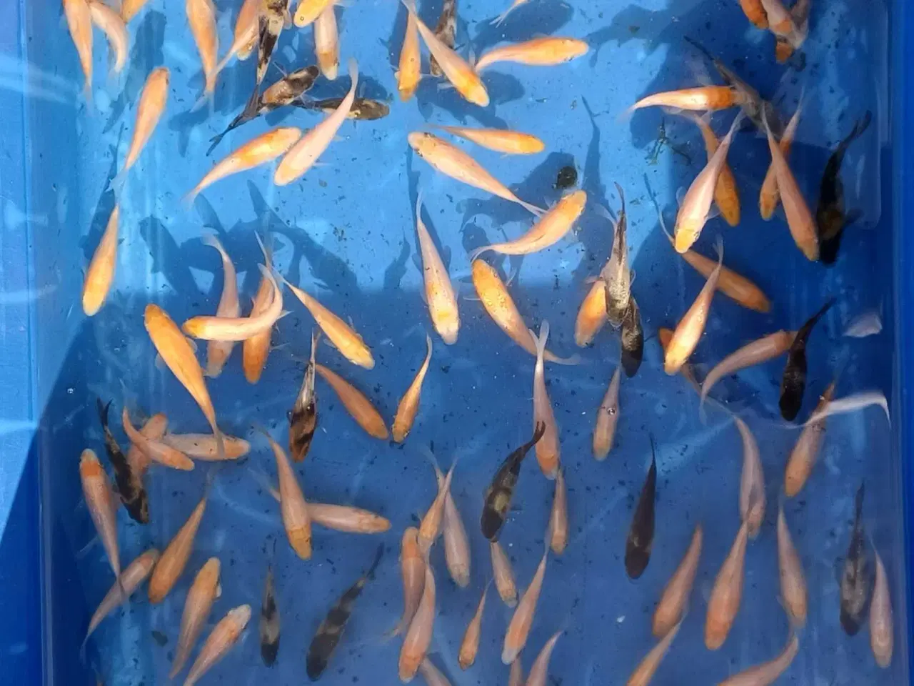 Billede 1 - Koi 50 stk (3-6cm.)