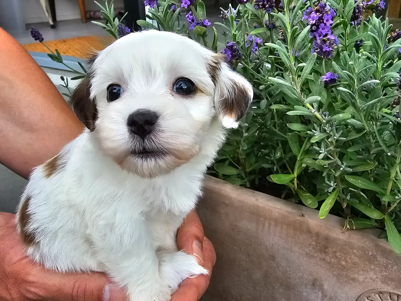 Billede 5 - Ægte Bichon havanais pige