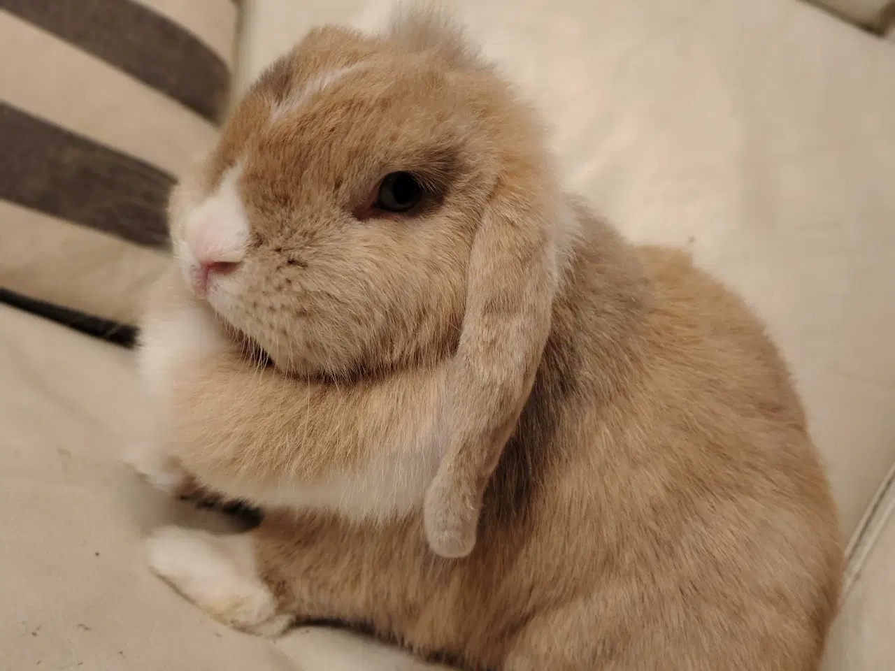 Billede 3 - Dværgvædder m. Tysk Afkomsattest 🪷