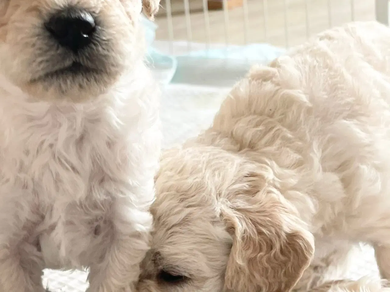 Billede 5 - Mini-labradoodle sælges