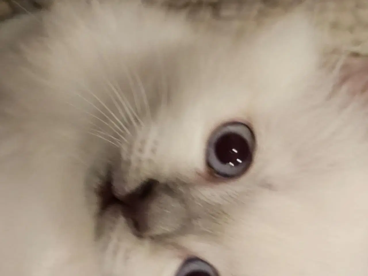 Billede 5 - Hellig birma/ragdoll blandinger 