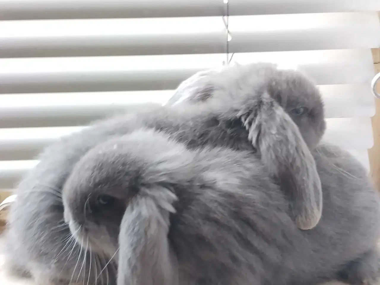 Billede 1 - En søde Mini-lop mix 