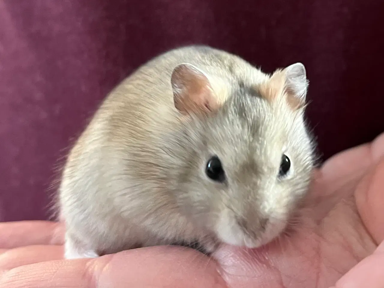 Billede 6 - 🩵🐹Skøn dværghamster unge, dreng🐹🩵