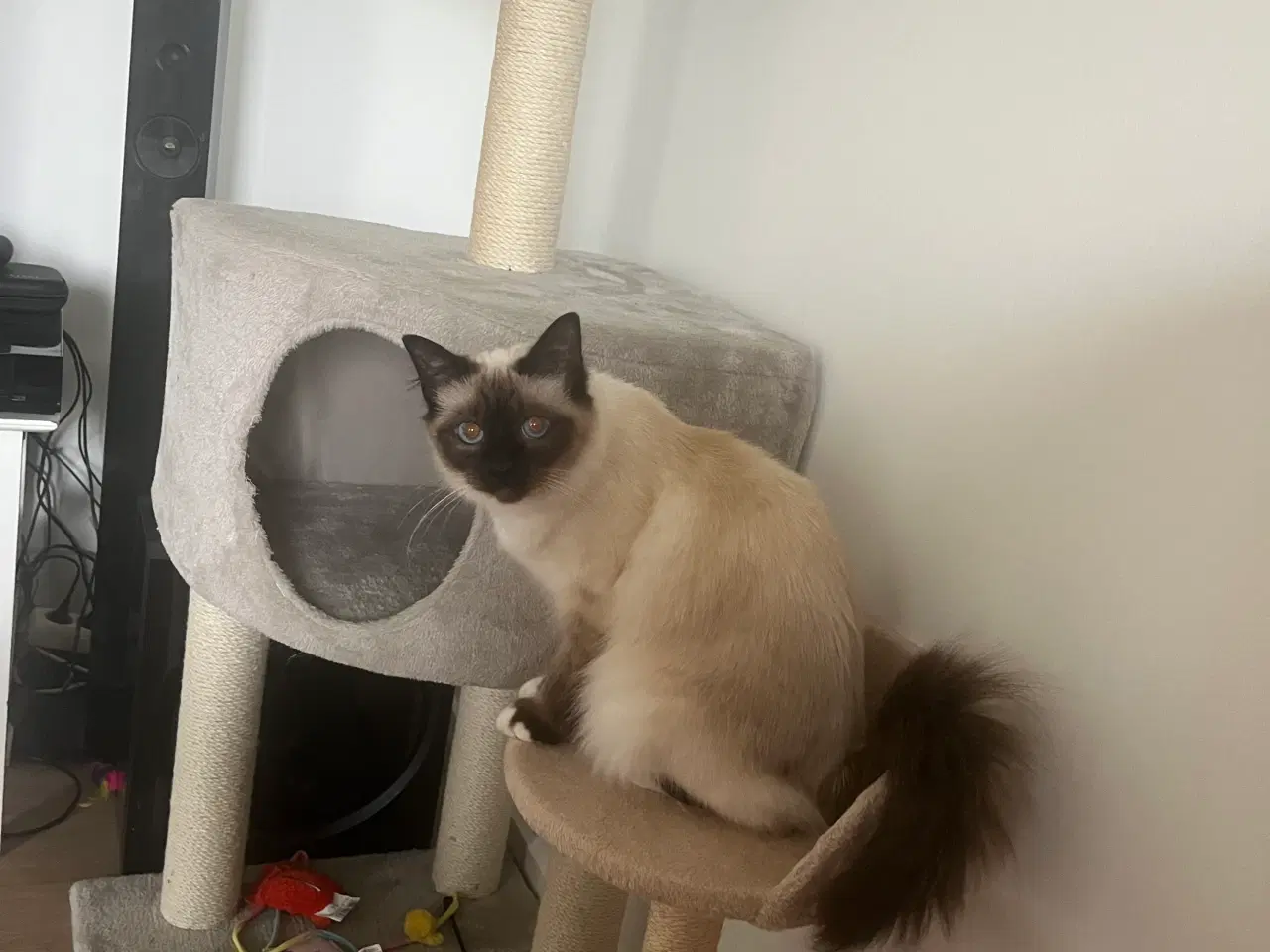 Billede 4 - Hellig birma hun kat