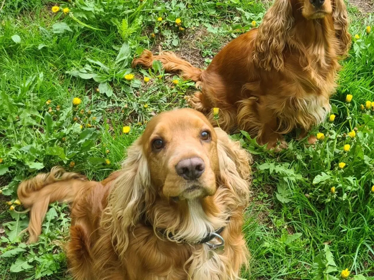 Billede 7 - Cocker spaniel hvalp