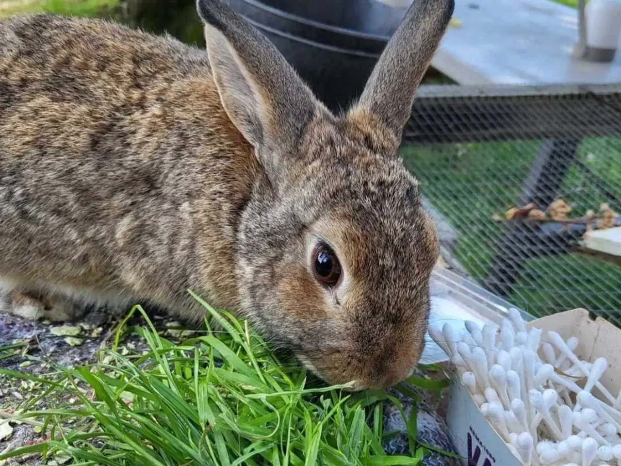 Billede 2 - Yin og Yan ✅Klar til adoption♀️