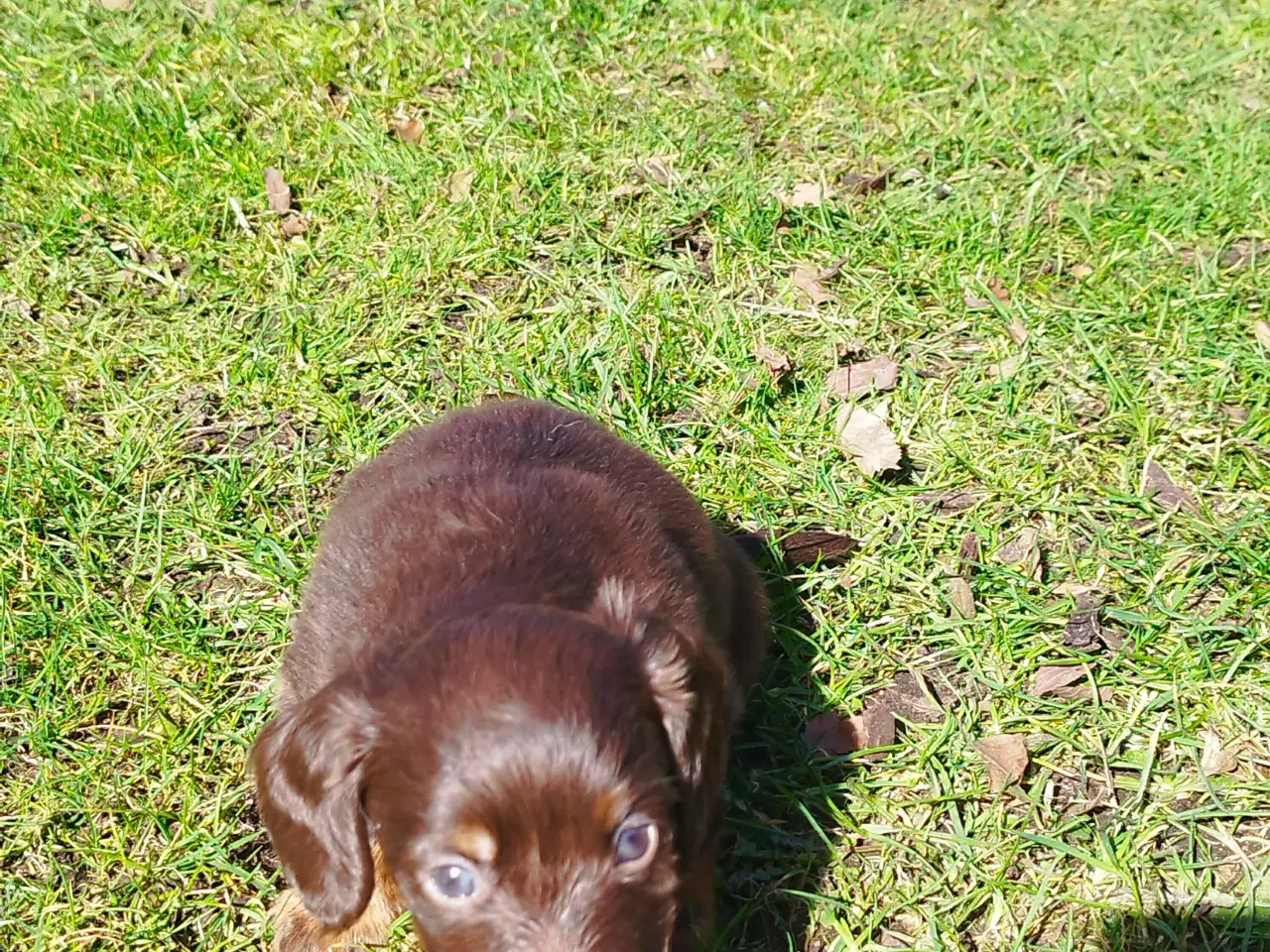 Billede 5 - GRAVHUNDE HVALPE LANGHÅRET DVÆRG