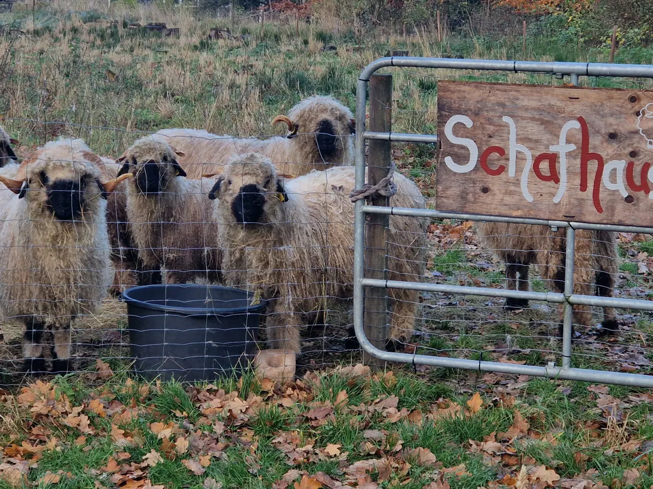 Billede 1 - valais blacknose får sælges