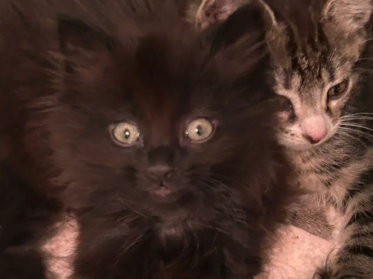 Billede 2 - Killinger