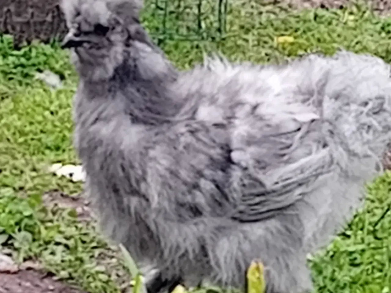 Billede 2 - Silke høns US/ mellem str