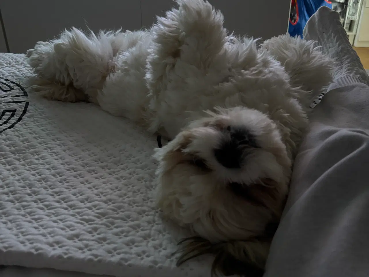 Billede 3 - Skøn lille dreng på 9 måneder 