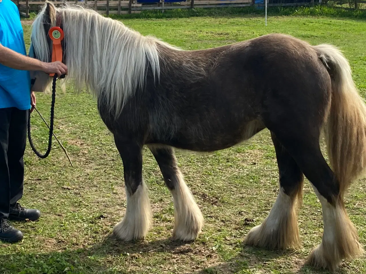 Billede 5 - Mini Irish cob hingsteføl 