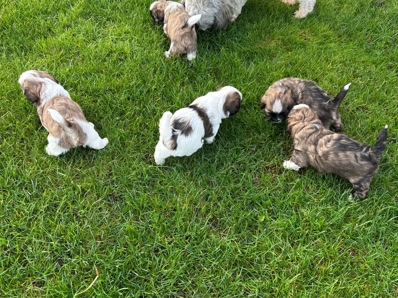 Billede 1 - Shih Tzu/Bicon Havanais hvalpe