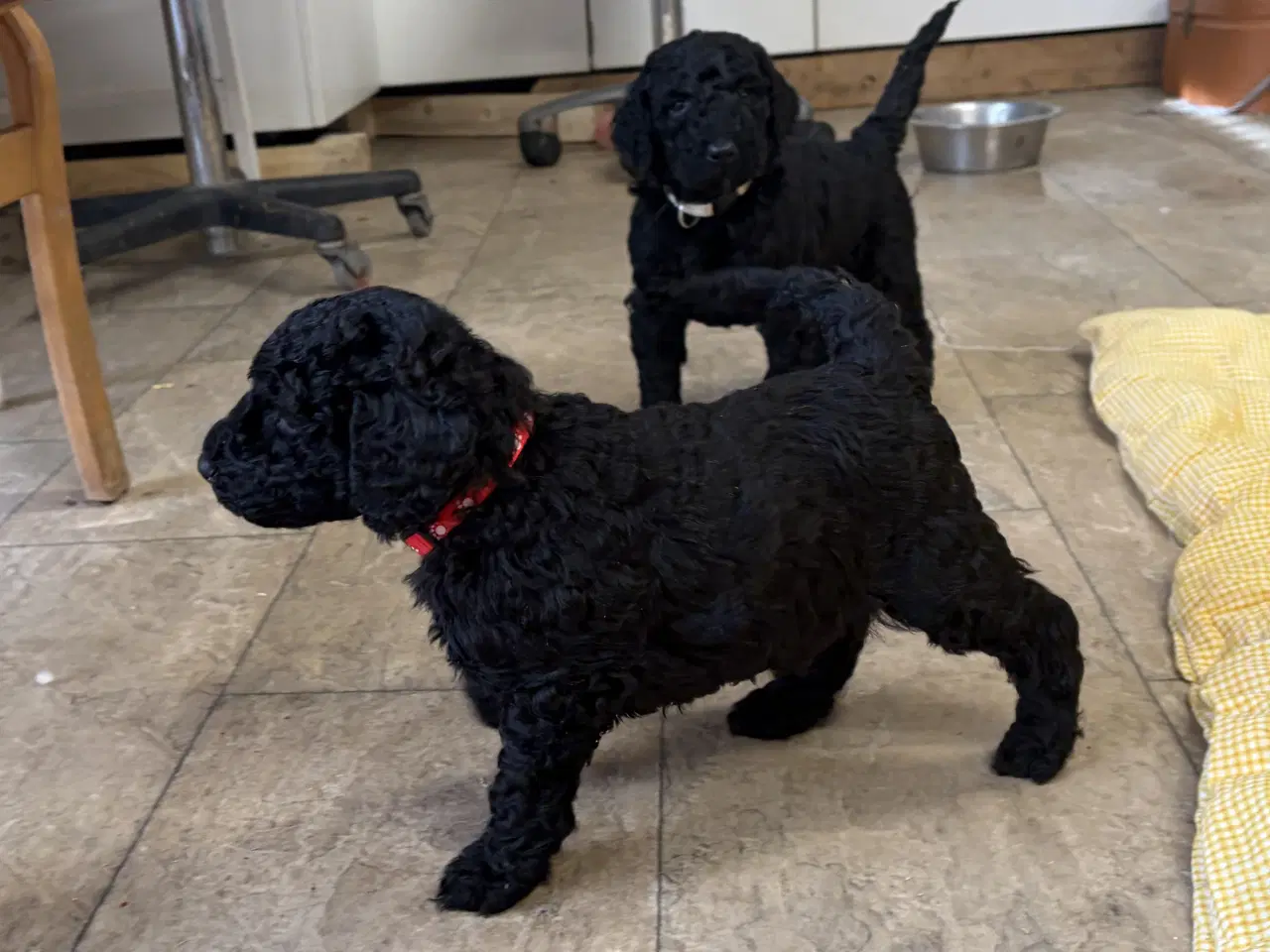 Billede 17 - Ægte mellem/ stor puddel babyer 