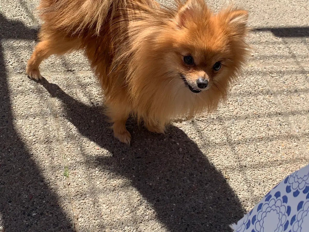 Billede 2 - pomchi tæve 1 år