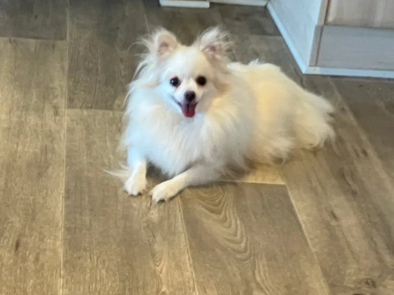 Billede 1 - Tæve. Pomeranian /chihua