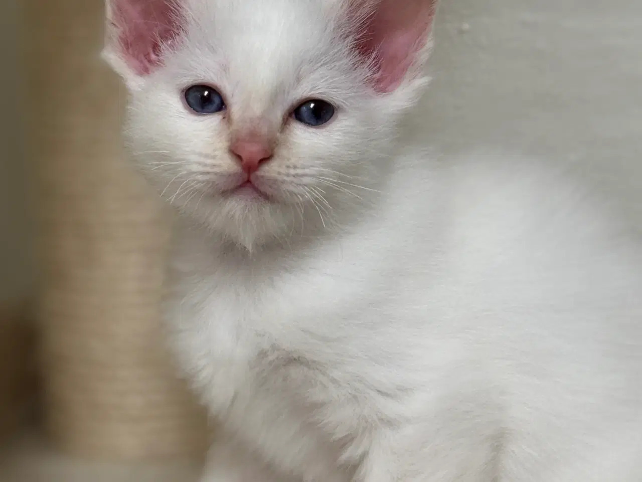 Billede 1 - Hellig Birma crememaskede