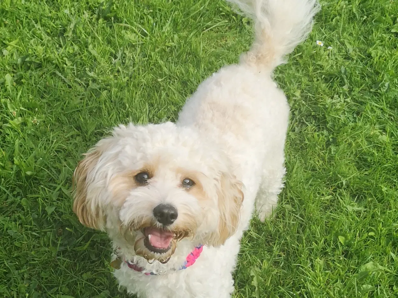Billede 3 - Cavapoo hvalp