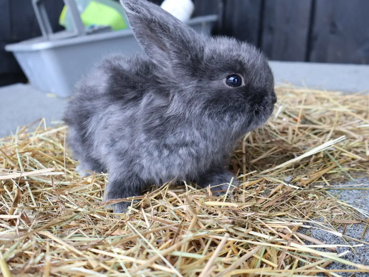 Billede 1 - Kaniner og unger sælges