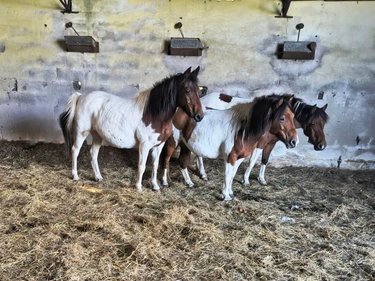 Billede 1 - 3 pinto hopper, 128-130 cm i stang
