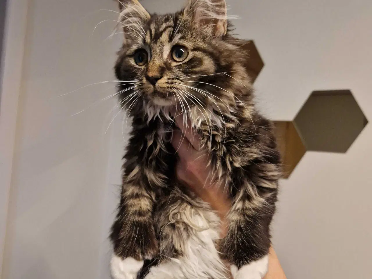 Billede 2 - Main coon pige Freja polydactyl