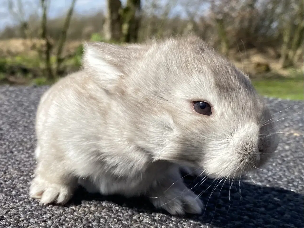 Billede 7 - FRANSK VÆDDER HAN VILDT BRUN
